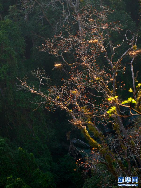 云南盈江：群鸟翩飞入画来