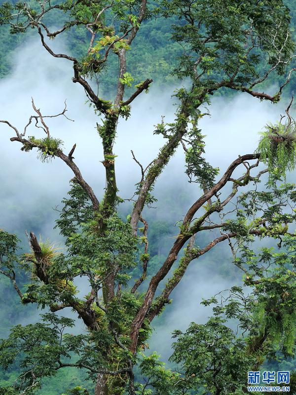 云南盈江：群鸟翩飞入画来