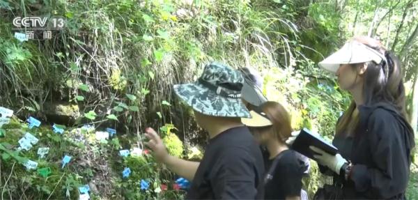 生态保护工作持续推进 首批野外回归濒危植物秦岭石蝴蝶开花