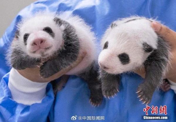 爱宝乐园为双胞胎大熊猫征名，叫啥好呢？
