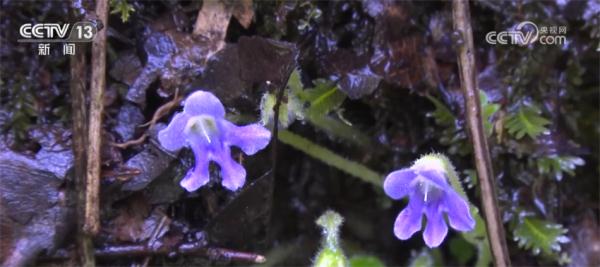 生态保护工作持续推进 首批野外回归濒危植物秦岭石蝴蝶开花