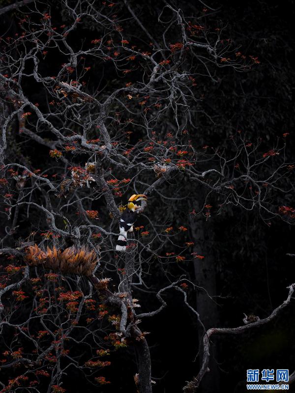 云南盈江：群鸟翩飞入画来