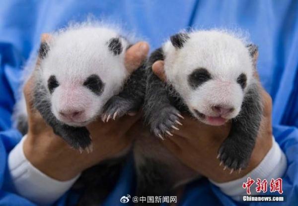 爱宝乐园为双胞胎大熊猫征名，叫啥好呢？