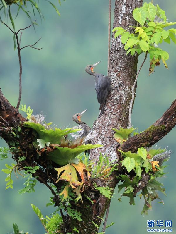 云南盈江：群鸟翩飞入画来
