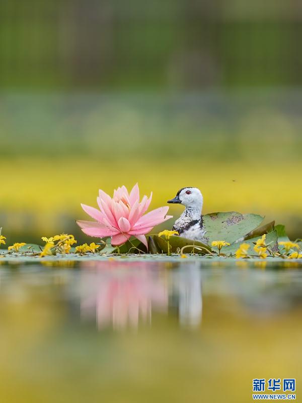 云南盈江：群鸟翩飞入画来