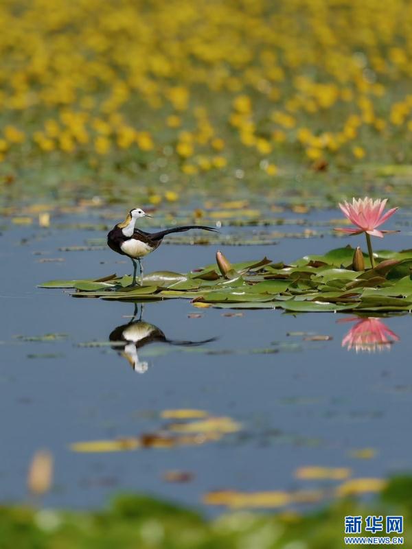 云南盈江：群鸟翩飞入画来