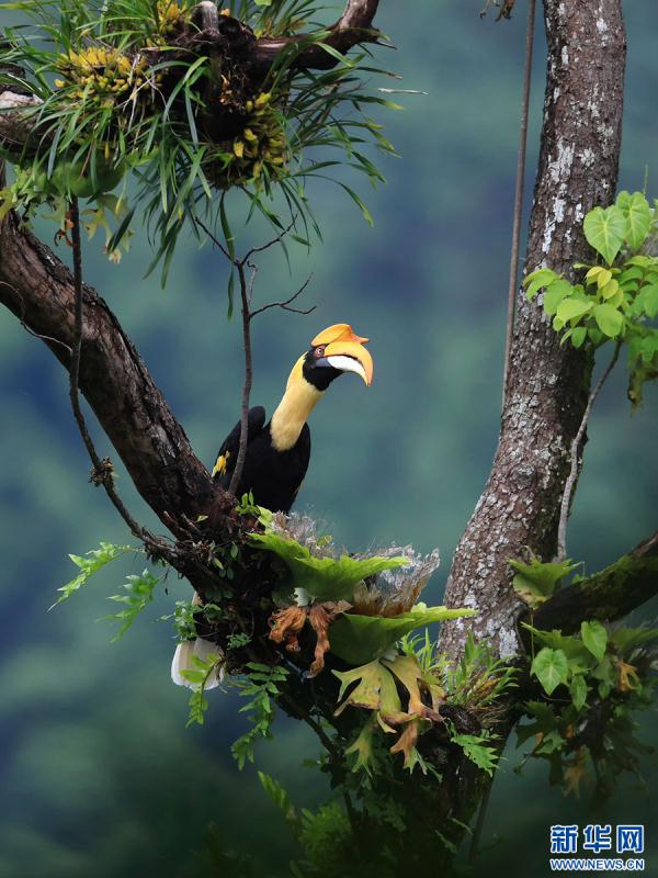 云南盈江：群鸟翩飞入画来