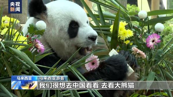 马来西亚国家动物园为旅马大熊猫“兴兴”和“靓靓”庆祝17岁生日