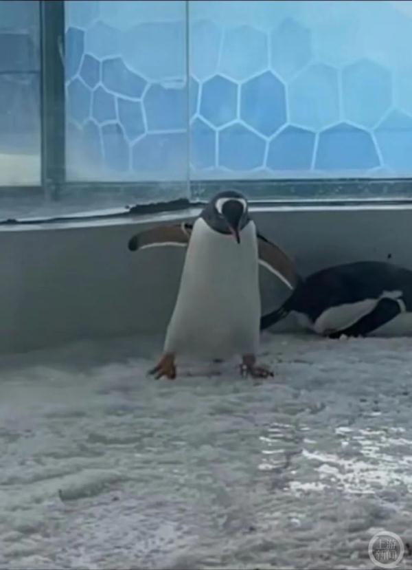 场馆内雪太少企鹅走路打滑?园方:模拟南极场景铺的冰片 场馆内雪太少企鹅走路打滑?园方:模拟南极场景铺的冰片