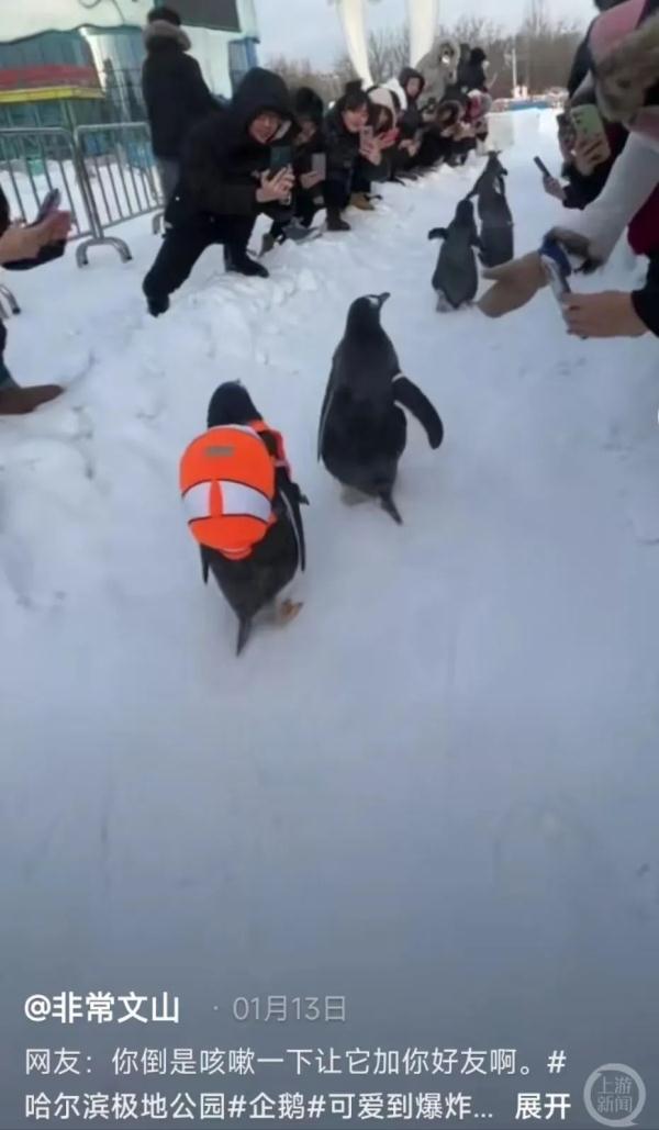 场馆内雪太少企鹅走路打滑?园方:模拟南极场景铺的冰片 场馆内雪太少企鹅走路打滑?园方:模拟南极场景铺的冰片