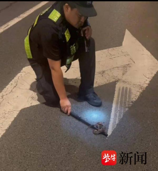 夜跑市民路遇一条赤链蛇，警方迅速出手将其捕获