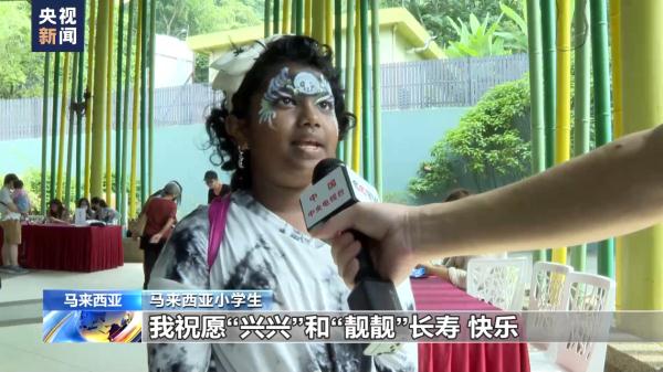 马来西亚国家动物园为旅马大熊猫“兴兴”和“靓靓”庆祝17岁生日