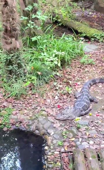 杭州动物园一男子下鳄鱼池捞手机遇鳄鱼靠近，回应：是工作人员