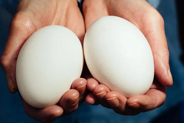 鸡蛋、鸭蛋、鹌鹑蛋...营养最高的竟是它! 鸡蛋、鸭蛋、鹌鹑蛋...营养最高的竟是它!