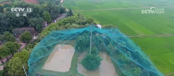 朱鹮野化放飞成果显著 科技手段助力朱鹮种群繁衍
