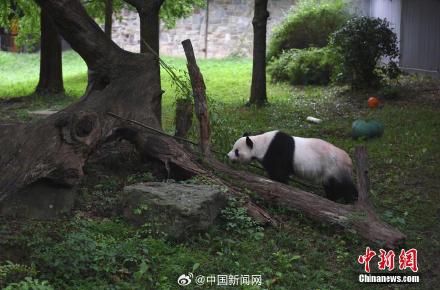 大熊猫添添26岁生日快乐 大熊猫添添26岁生日快乐