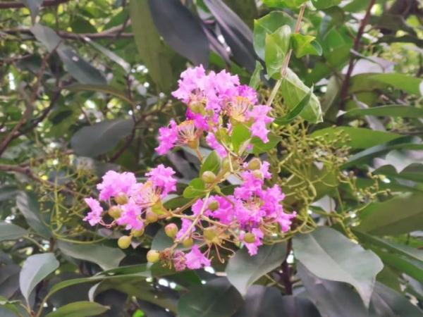 上海这几棵百年紫薇树，你都知道吗？