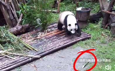 私自向大熊猫投喂，两游客被终身禁入