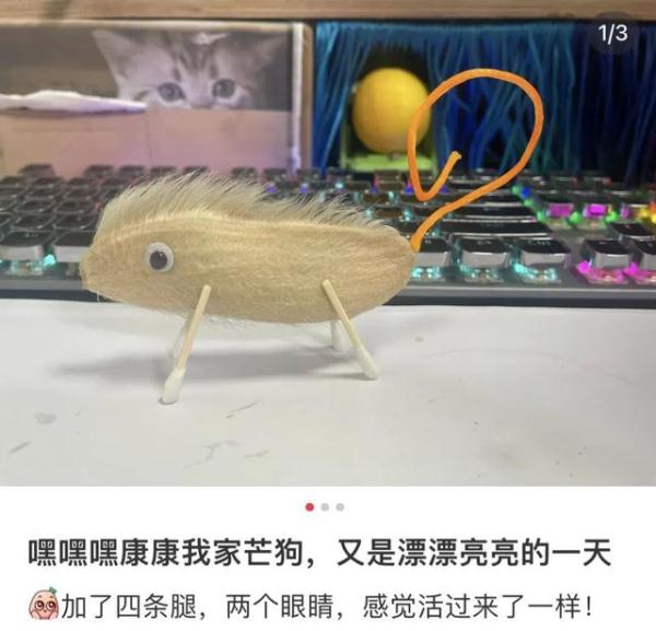 当代年轻人已经开始养“芒狗”了？
