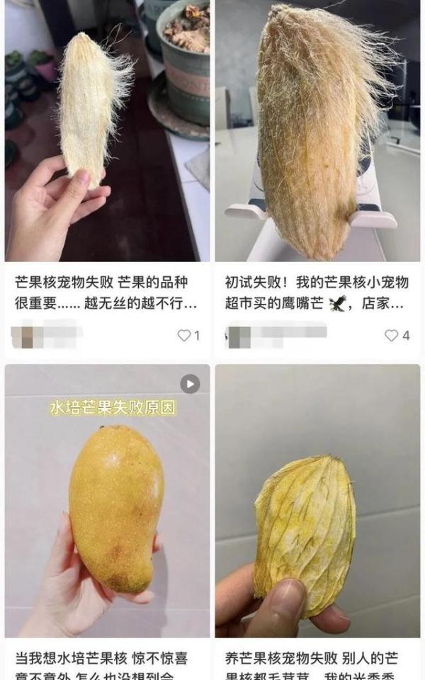 当代年轻人已经开始养“芒狗”了？