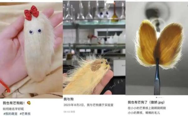 当代年轻人已经开始养“芒狗”了？