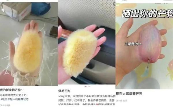 当代年轻人已经开始养“芒狗”了？
