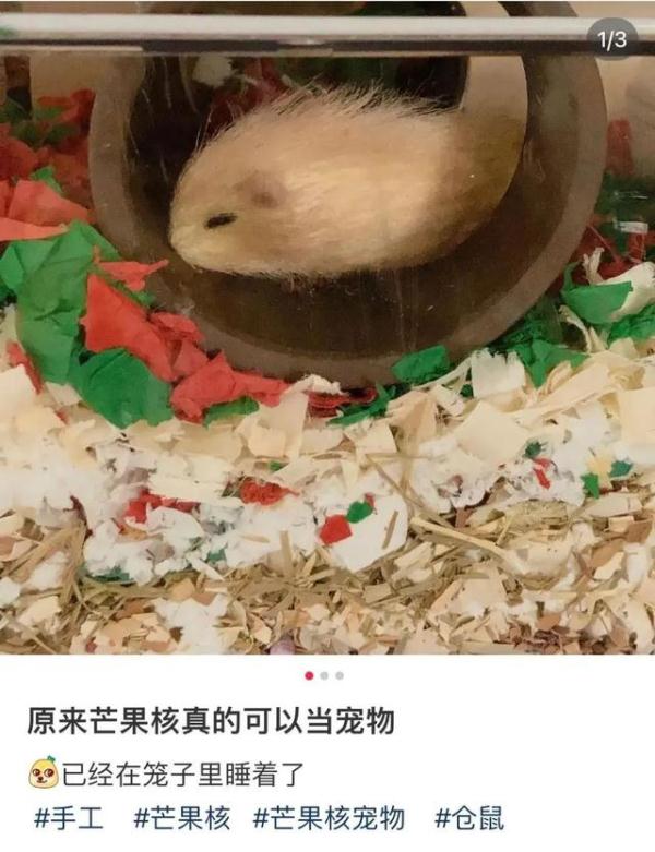当代年轻人已经开始养“芒狗”了？