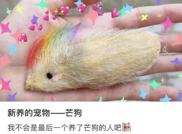 当代年轻人已经开始养“芒狗”了？