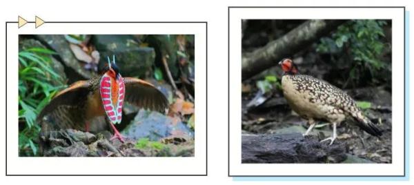 高清!“上古神兽”在广东出没 高清!“上古神兽”在广东出没