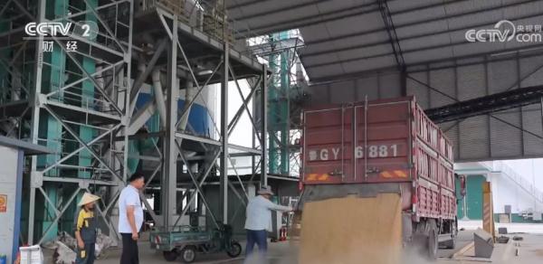 黑龙江五常:灾后大米生产重启 洪灾将致新米减产 存粮可保市场稳定 黑龙江五常:灾后大米生产重启 洪灾将致新米减产 存粮可保市场稳定