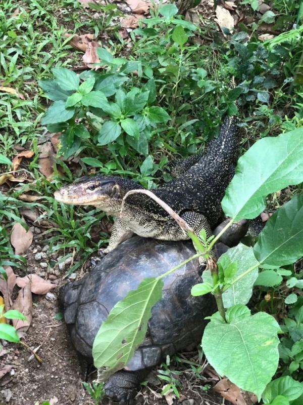 最新!香港“五爪金龙”找到了 最新!香港“五爪金龙”找到了