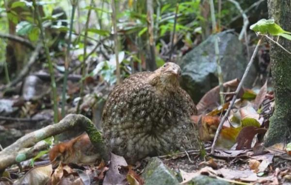 高清!“上古神兽”在广东出没 高清!“上古神兽”在广东出没