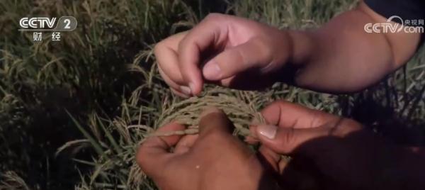 黑龙江五常:灾后大米生产重启 洪灾将致新米减产 存粮可保市场稳定 黑龙江五常:灾后大米生产重启 洪灾将致新米减产 存粮可保市场稳定