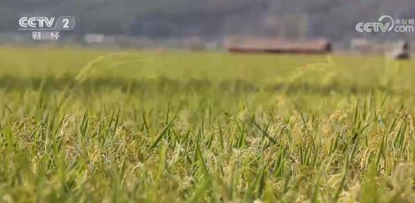 黑龙江五常:灾后大米生产重启 洪灾将致新米减产 存粮可保市场稳定 黑龙江五常:灾后大米生产重启 洪灾将致新米减产 存粮可保市场稳定