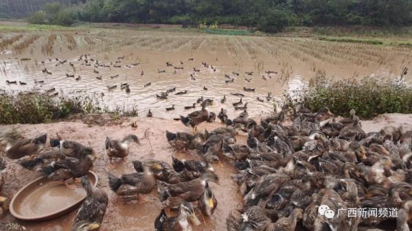 柠檬鸭、啤酒鸭、白切鸭……你吃鸭了吗?医生提醒→ 柠檬鸭、啤酒鸭、白切鸭……你吃鸭了吗?医生提醒→