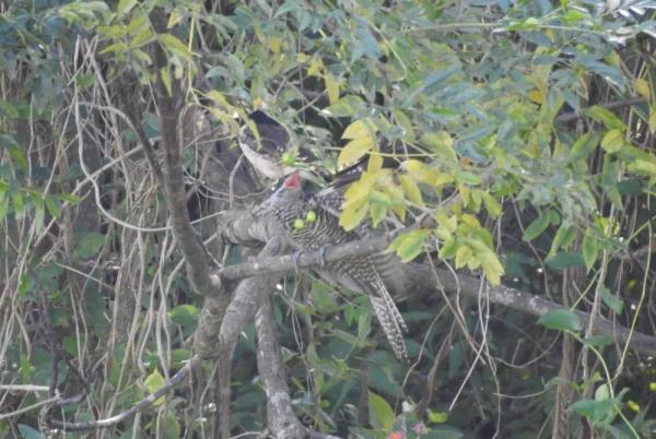 “越界”哺育！海口五源河国家湿地公园首次发现巢寄生现象