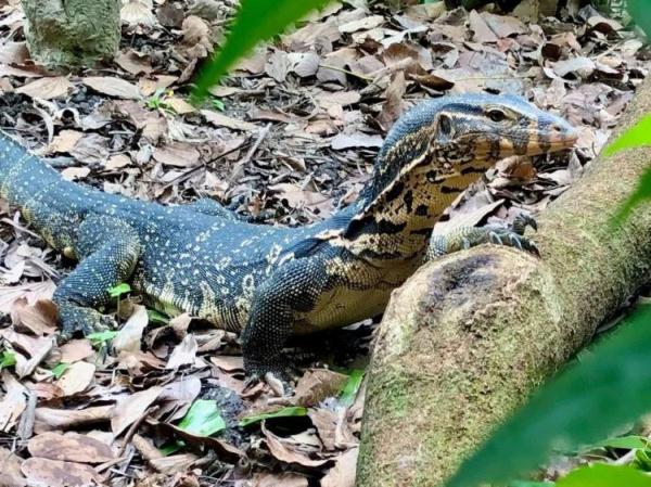 最新!香港“五爪金龙”找到了 最新!香港“五爪金龙”找到了