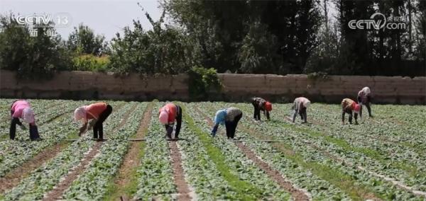 数据里看保险业助力乡村振兴托底保障功能 不断提升服务能力 数据里看保险业助力乡村振兴托底保障功能 不断提升服务能力