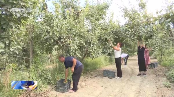 丰收又一年!各地农作物陆续成熟 丰收又一年!各地农作物陆续成熟