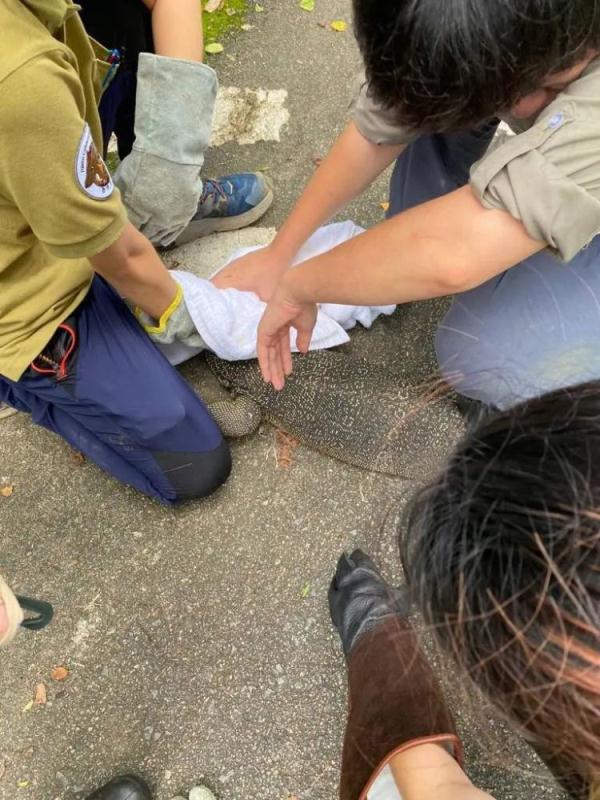 最新!香港“五爪金龙”找到了 最新!香港“五爪金龙”找到了