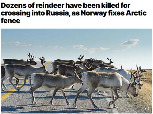 外媒：数十头挪威驯鹿“越境”俄罗斯觅食，被带回宰杀