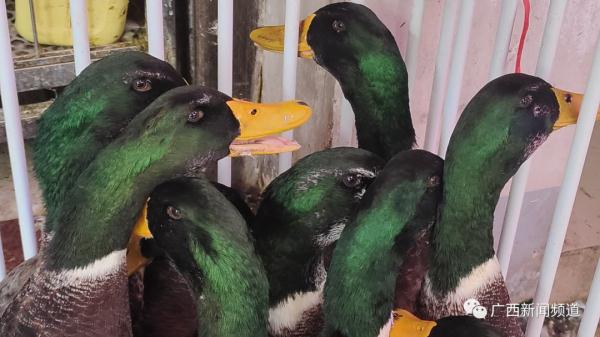 柠檬鸭、啤酒鸭、白切鸭……你吃鸭了吗?医生提醒→ 柠檬鸭、啤酒鸭、白切鸭……你吃鸭了吗?医生提醒→