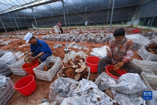 浙江庆元：推进食用菌特色富民产业发展