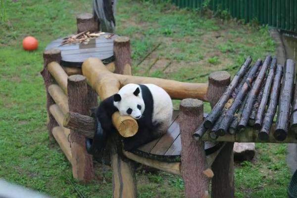 冲上热搜！这只功夫熊猫靠花式整活儿火出圈
