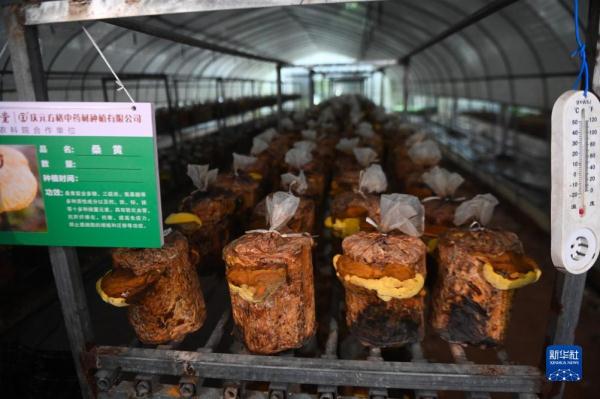 浙江庆元：推进食用菌特色富民产业发展