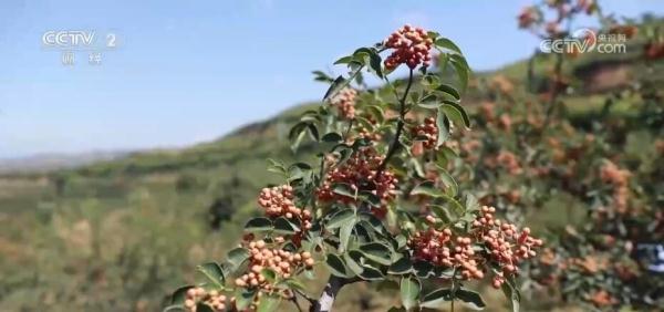 黄河岸边椒香浓 花椒树成为农民增收“幸福树” 黄河岸边椒香浓 花椒树成为农民增收“幸福树”
