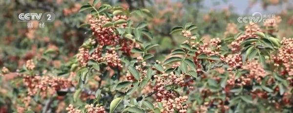 黄河岸边椒香浓 花椒树成为农民增收“幸福树” 黄河岸边椒香浓 花椒树成为农民增收“幸福树”