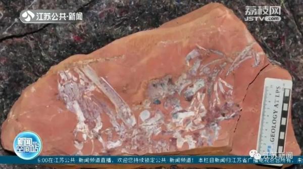 10岁男孩山里挖到神秘大石，得知来历后全家凌晨赶回原地！