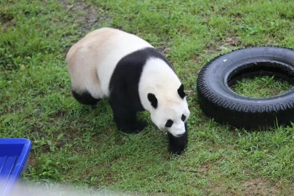 冲上热搜！这只功夫熊猫靠花式整活儿火出圈