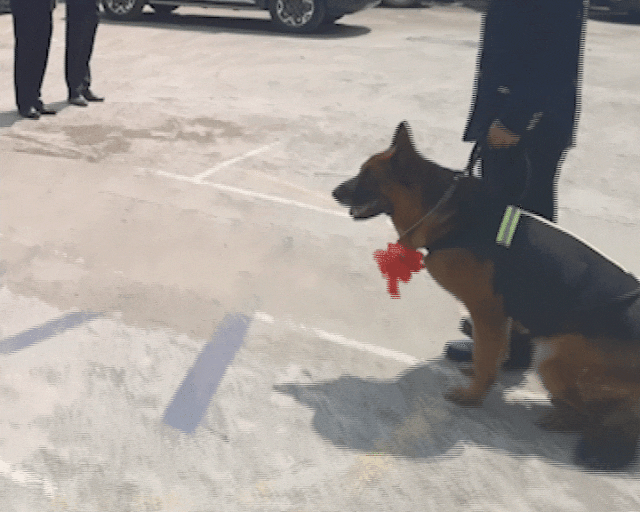 退役警犬去世，训导员雨中哽咽告别……